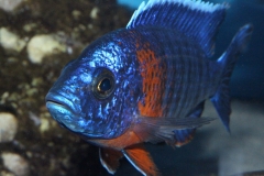 Aulonocara-hansbaenschi-red-flush-NZ