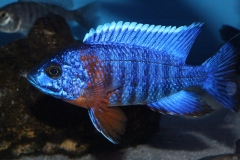 Aulonocara-hansbaenschi-red-flush-NZ