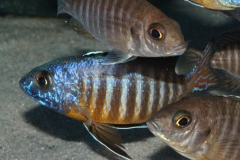 Aulonocara-hueseri NZ