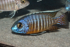 Aulonocara-hueseri-NZ