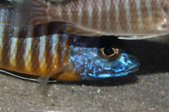 Aulonocara-hueseri-NZ