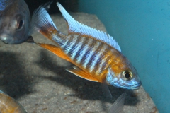 Aulonocara-jacobfreibergi-Cape-Maclear NZ