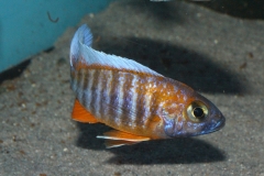 Aulonocara-jacobfreibergi-Cape-Maclear-NZ