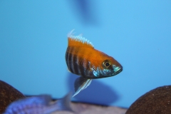 Aulonocara-jacobfreibergi-Tsano-Rocks-NZ