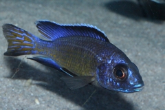 Aulonocara-koningsi-Mbenji-WF