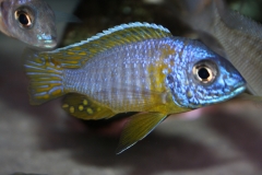 Aulonocara-korneliae-WF