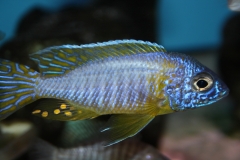 Aulonocara-korneliae-WF