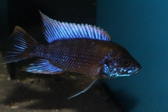 Aulonocara-lwanda-hai-Reef-NZ