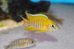 Aulonocara-maleri-maleri