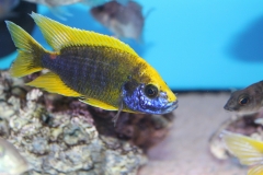 Aulonocara-mamelela-Undu-Reef NZ