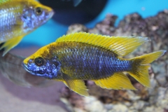 Aulonocara-mamelela-Undu-Reef NZ