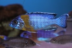 Aulonocara-maulana NZ