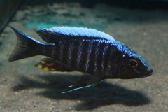 Aulonocara-maylandi-kandeensis-NZ