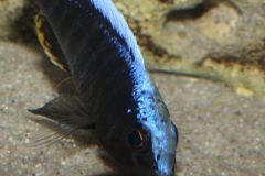 Aulonocara-maylandi-kandeensis-NZ