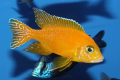 Aulonocara-sp.-Safran-Hybride