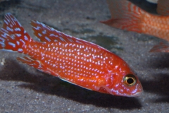 Aulonocara-sp.-firefish Hybride