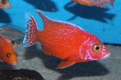 Aulonocara-sp.-firefish-Hybrid