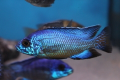 Aulonocara-stuargranti-Mbenji NZ