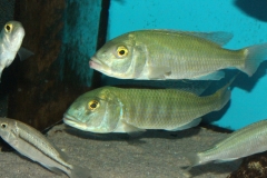 Buccochromis-lepturus-WF