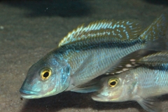 Buccochromis-nototaenia-NZ