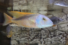 Buccochromis-rhoadesi NZ