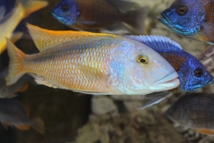 Buccochromis-rhoadesi NZ