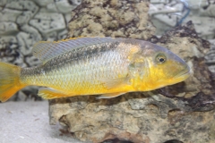 Buccochromis-rhoadesi NZ