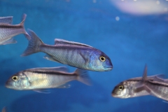 Buccochromis-spectabilis-NZ