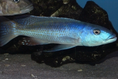 Champsochromis-caeruleus-NZ