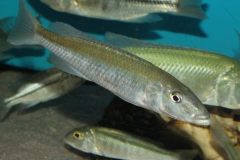 Champsochromis-caeruleus-WF