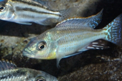 Cheilochromis-euchilus-F1