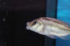 Cheilochromis-euchilus-Wildfang
