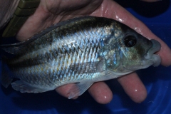 Cheilochromis-euchilus-Wildfang