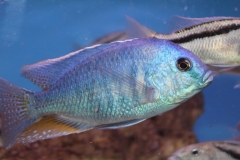 Chilotilapia-rhoadesii WF