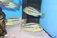 Chilotilapia-rhoadesii-Eccles-Reef-WF