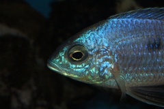 Copadichromis-atripinnis-F1