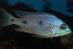 Copadichromis-atripinnis-F1