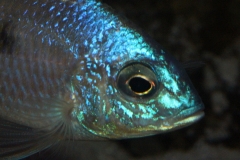 Copadichromis-atripinnis-F1