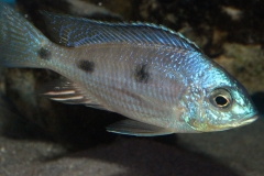 Copadichromis-atripinnis-F1