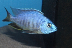 Copadichromis-Chizumulensis-WF