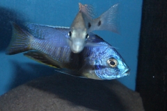 Copadichromis Chizumulensis WF