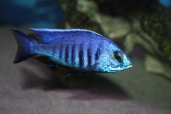 Copadichromis-azureus-Mbenji