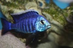 Copadichromis-azureus-Mbenji-F1