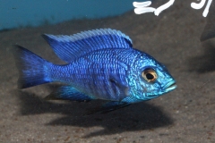 Copadichromis-azureus-Mbenji-NZ