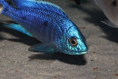 Copadichromis-azureus-Mbenji-NZ