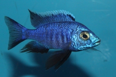 Copadichromis-azureus-Mbenji-NZ