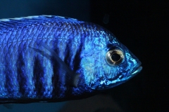 Copadichromis-azureus-Mbenji-WF