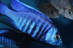 Copadichromis-azureus-Mbenji-WF
