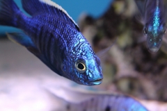 Copadichromis-azureus-Mbenji-WF