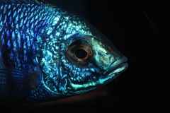 Copadichromis-azureus-Mbenji-WF